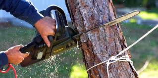 How Our Tree Care Process Works  in  West Point, MS