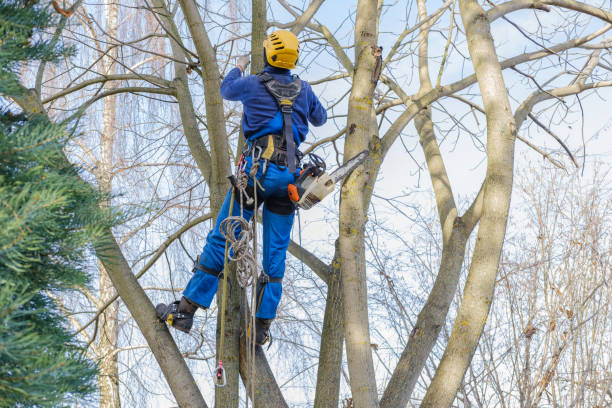 Best Arborist Consultation Services  in West Point, MS