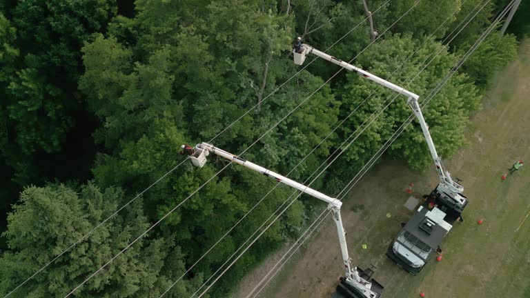 Best Tree Cabling and Bracing  in West Point, MS