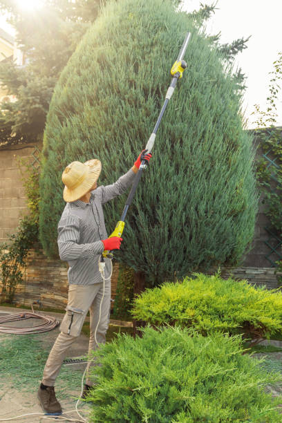 Best Tree Trimming and Pruning  in West Point, MS