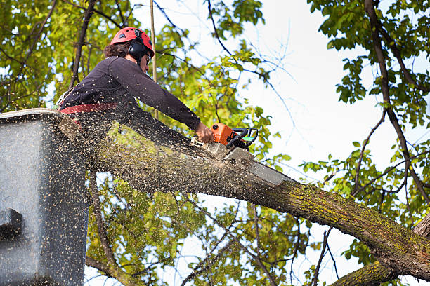 Lawn Pest Prevention in West Point, MS